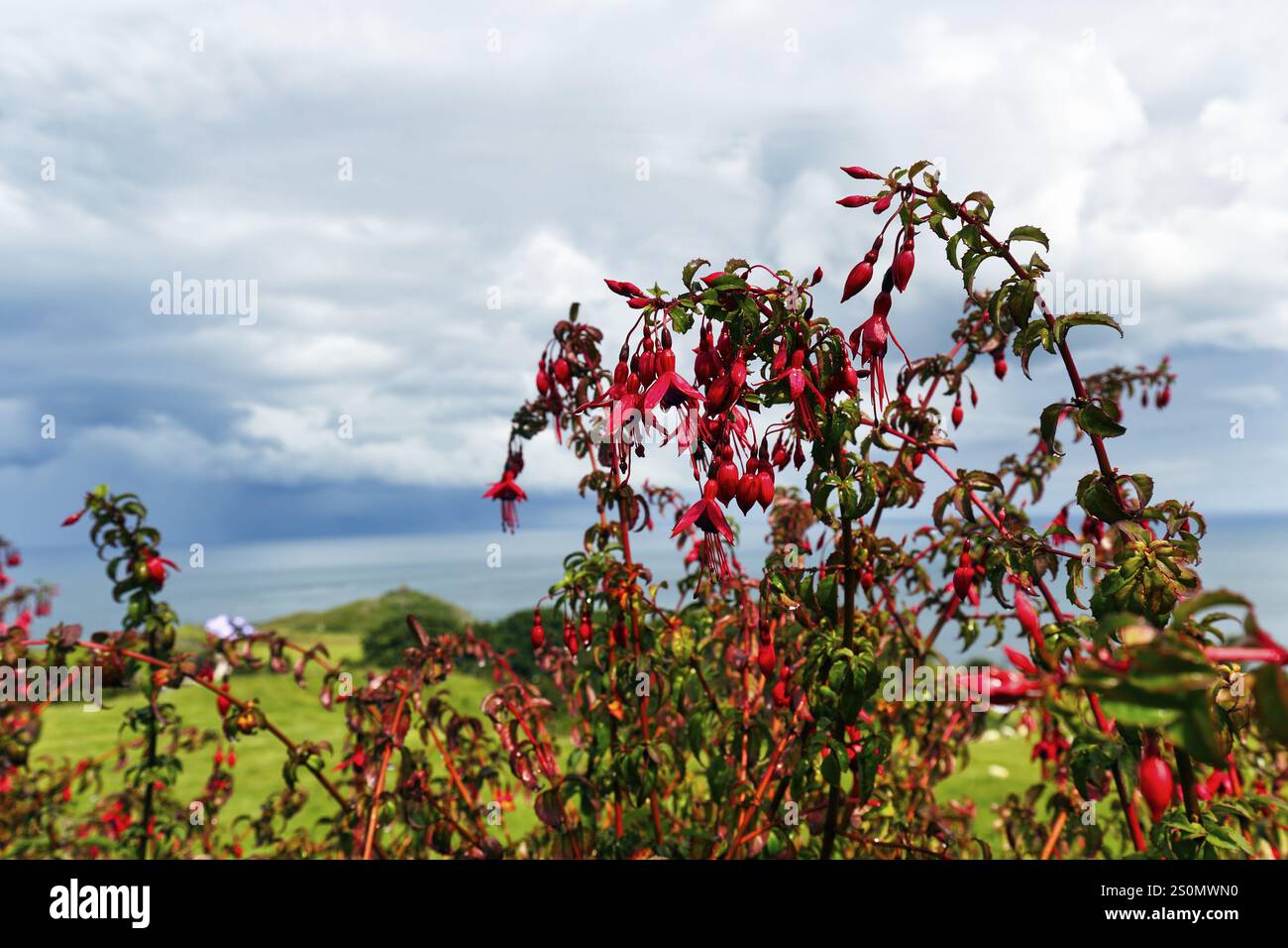 Fuchsias (Fuchsia), Red Flowing Hdge, Antrim, Causeway Coastal Route, Irlanda del Nord, gran Bretagna Foto Stock
