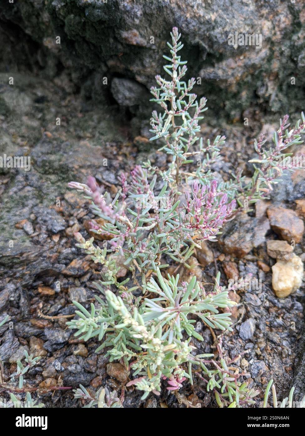 Alghe erbacee (Suaeda maritima) Foto Stock