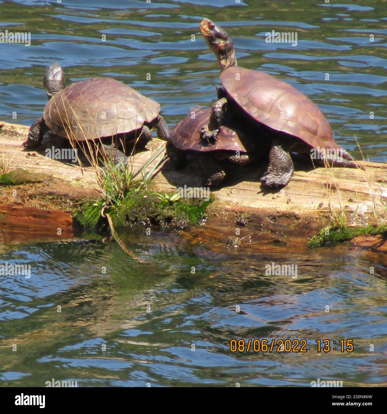 Tartaruga del laghetto occidentale (Actinemys marmorata) Foto Stock