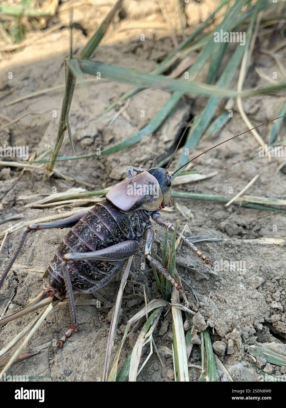 Cricket di Mormon (Anabrus simplex) Foto Stock