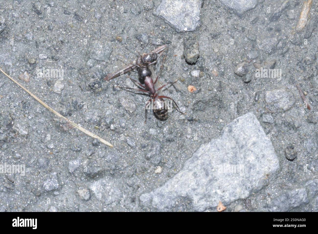 Formica da falegname marrone-nero (Camponotus ligniperda) Foto Stock