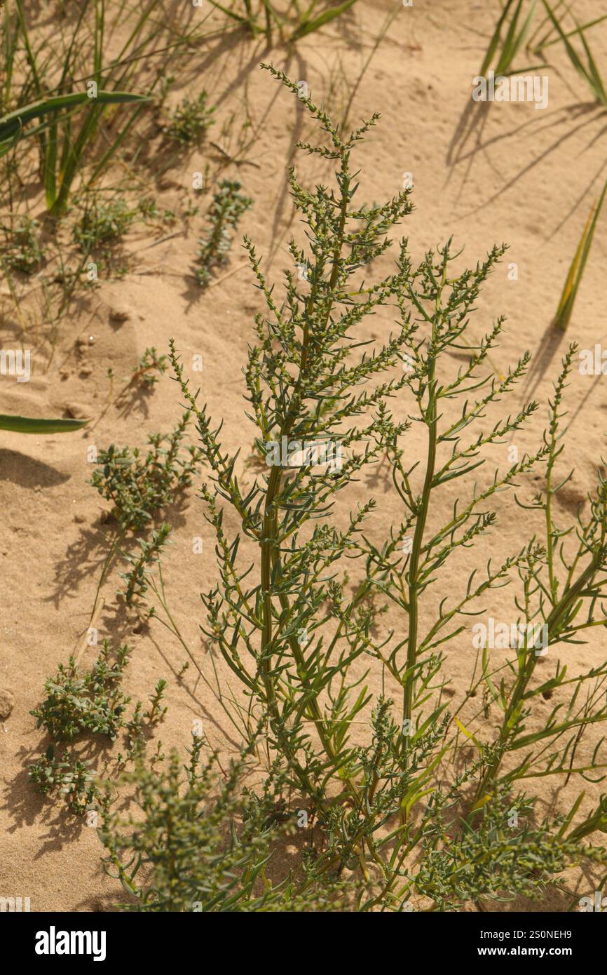 Alghe erbacee (Suaeda maritima) Foto Stock