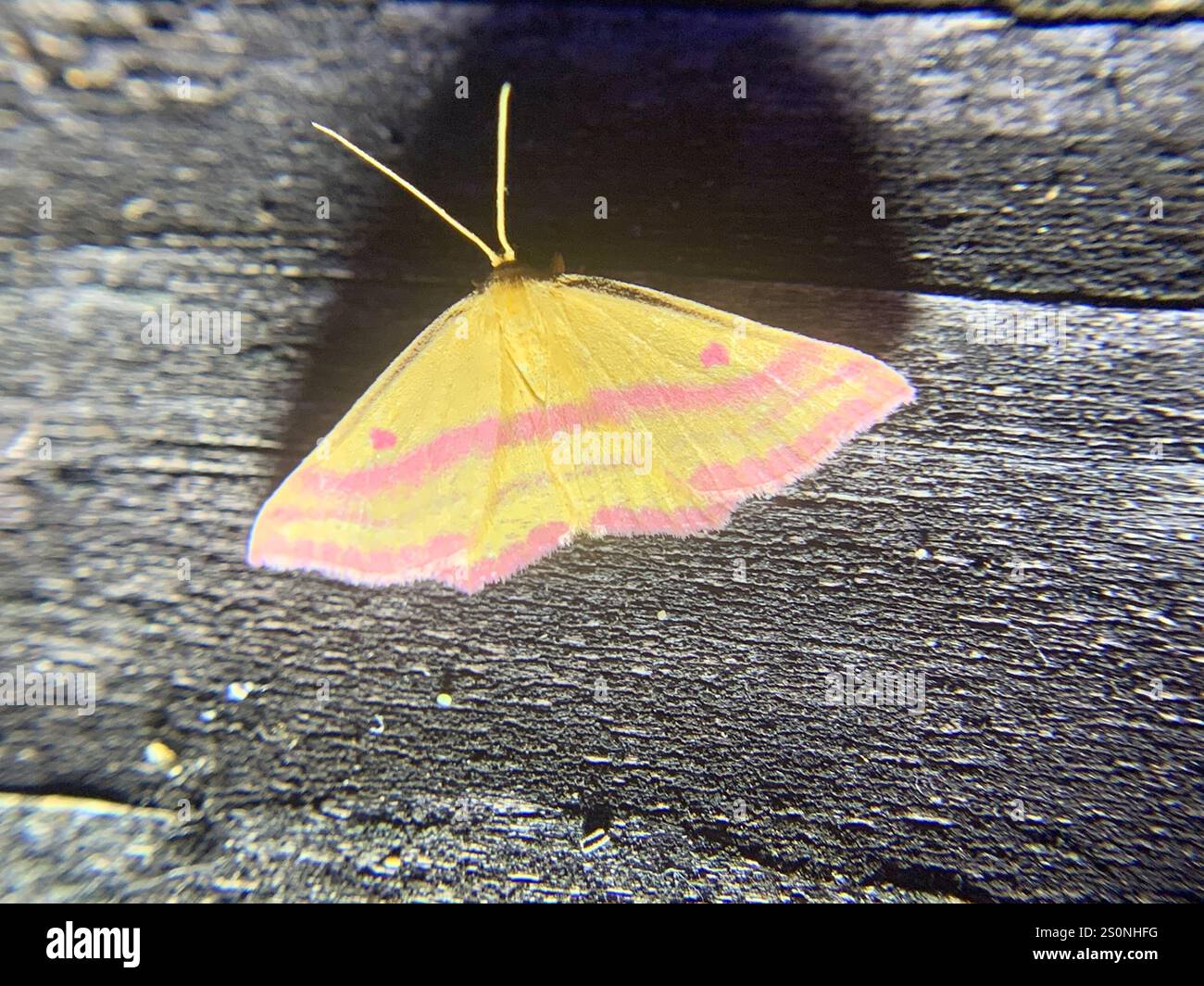 Chickweed Geometer Moth (Haematopis grataria) Foto Stock