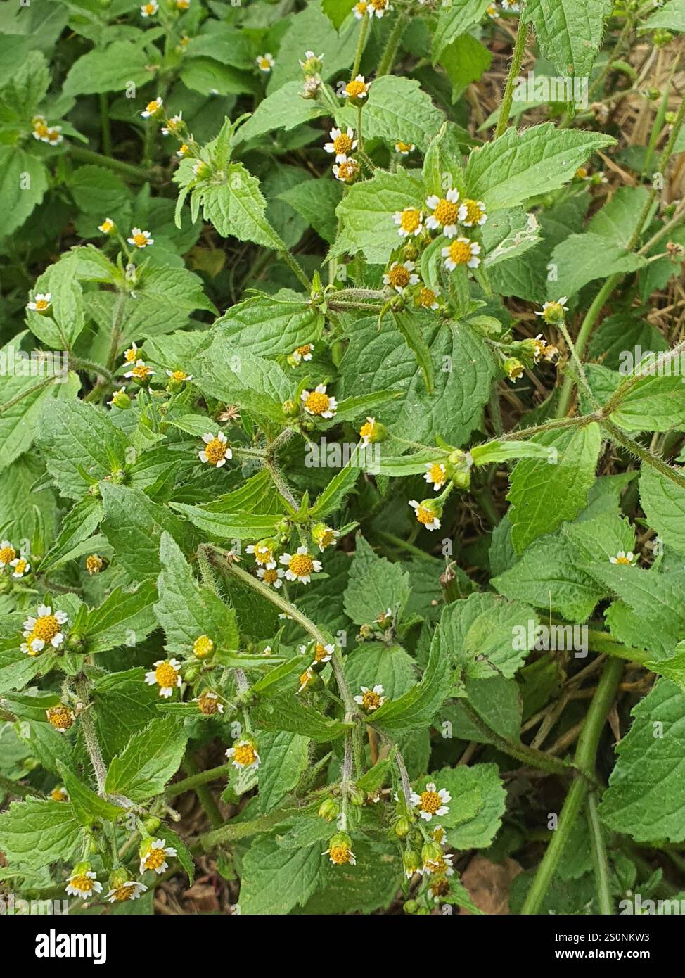 Soldato shaggy (Galinsoga quadriradiata) Foto Stock