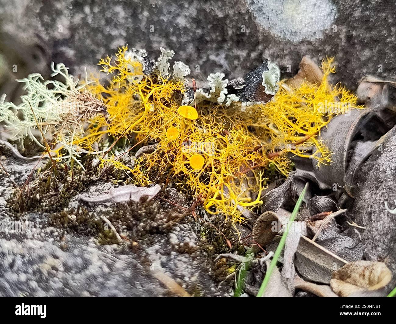 Golden Hair-lichen (Teloschistes flavicans) Foto Stock