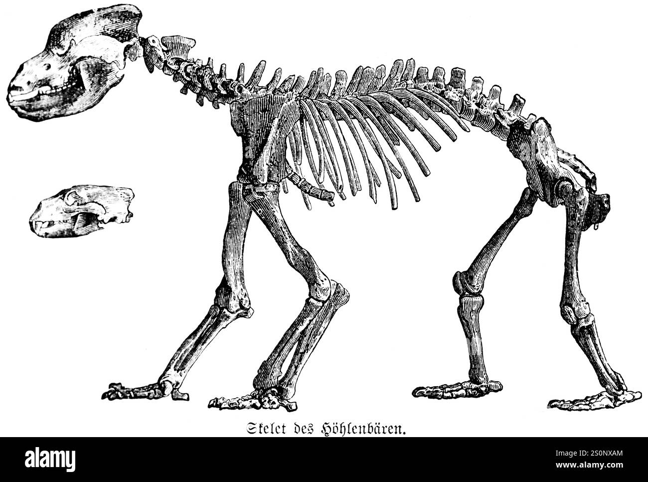 Sceleton di un orso grotta, luogo di ritrovamento sconosciuto, probabilmente Francia, illustrazione storica 1880 Foto Stock