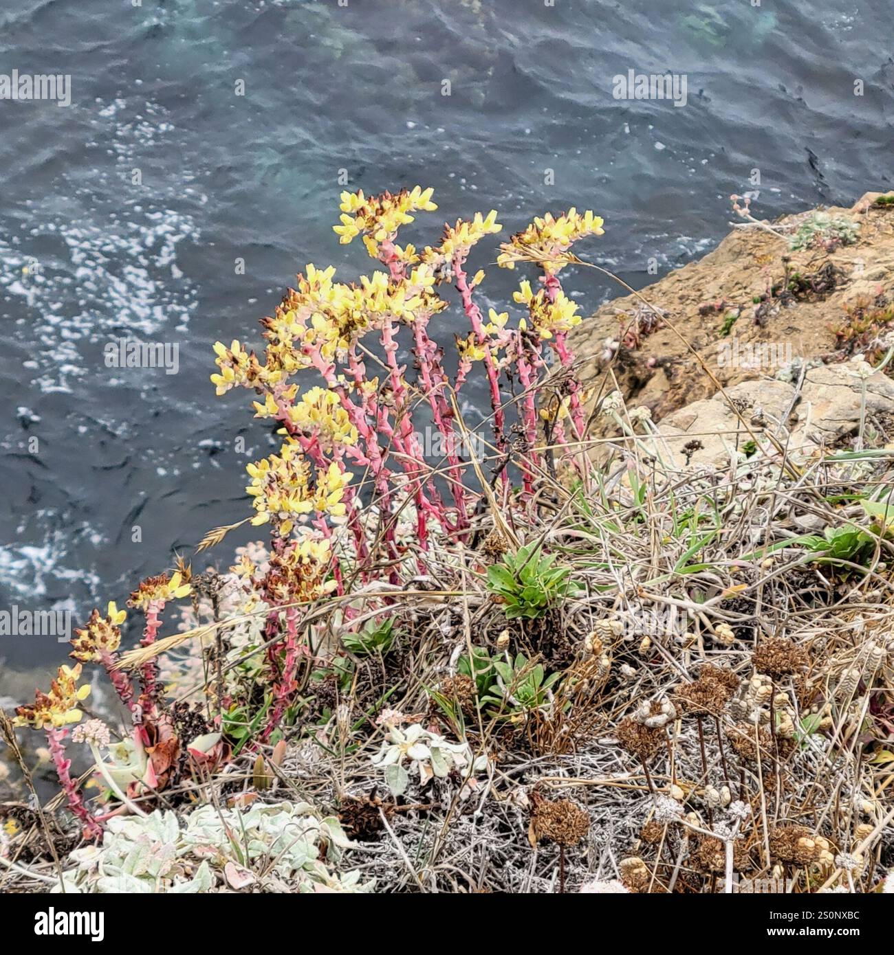 Lattuga di scoglio (Dudleya farinosa) Foto Stock