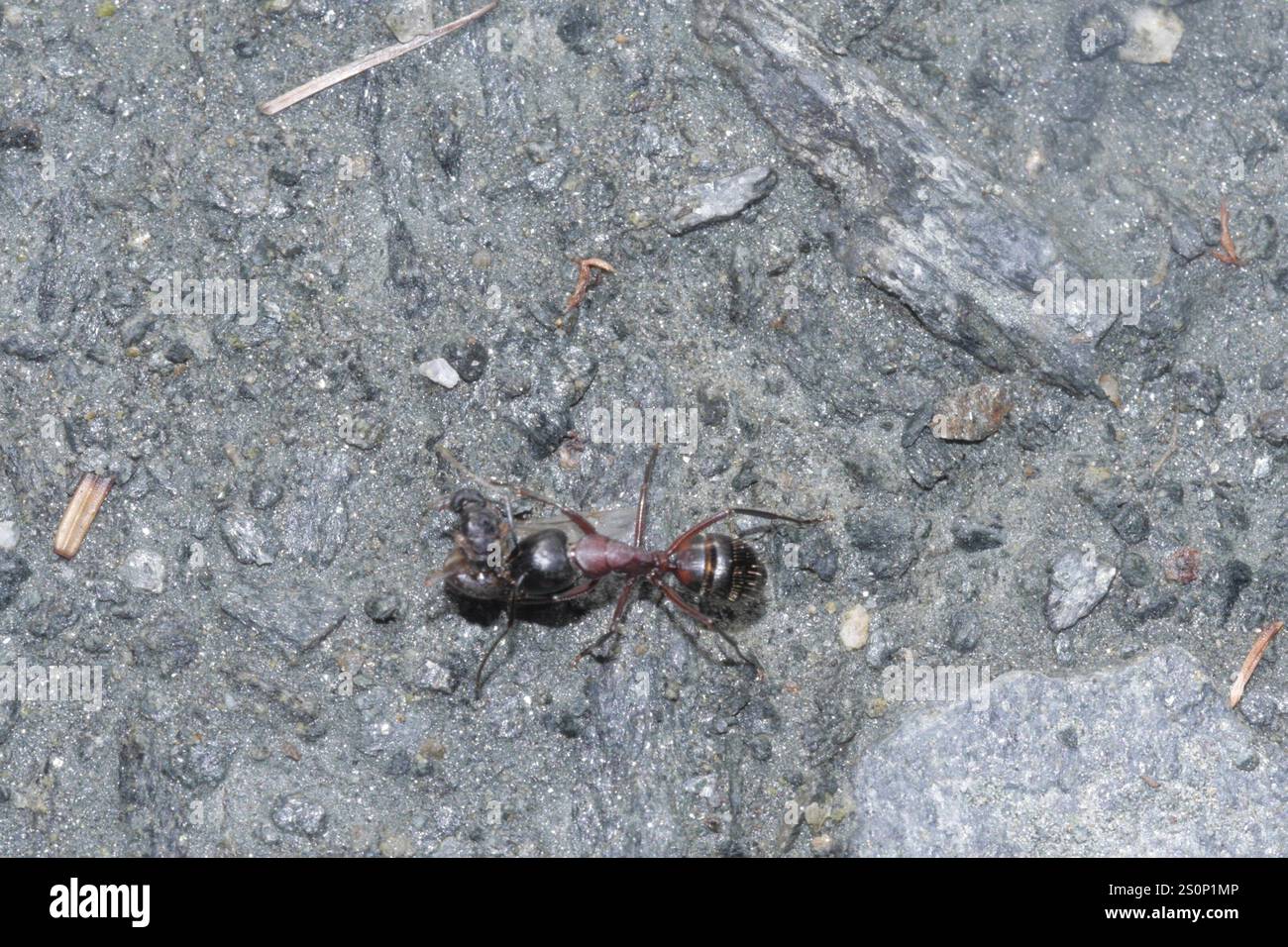 Formica da falegname marrone-nero (Camponotus ligniperda) Foto Stock