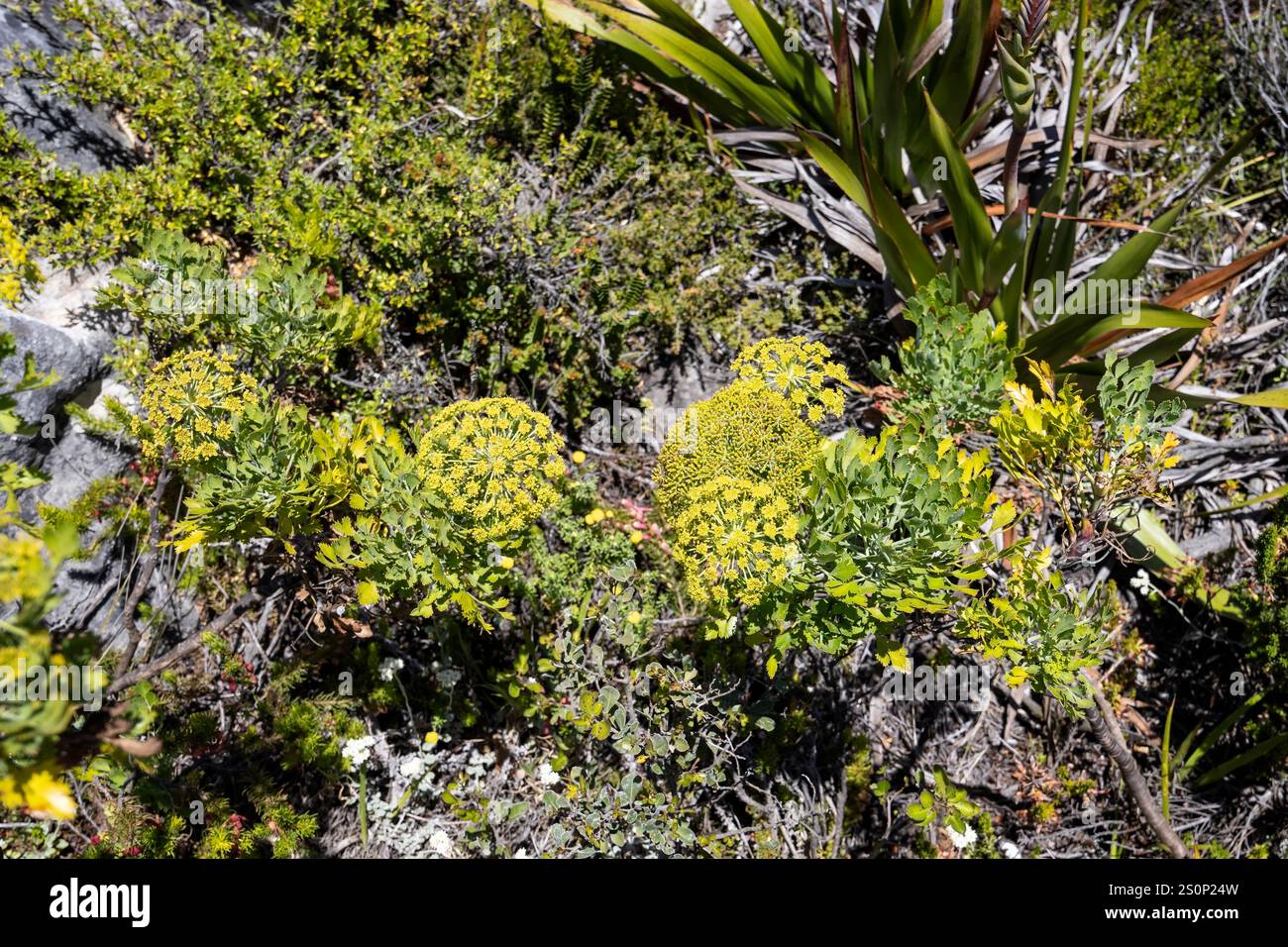 Primo piano di una massa di fiori di fynbos gialli e verdi sulla cima di Table Mountain, città del Capo, Sud Africa Foto Stock