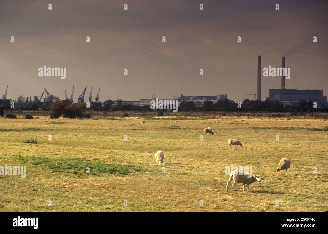 Swanscombe Peninsula Borough di Dartford, North Kent. Povera terra agricola. Gru a saracinesca del Tamigi e industria fluviale in background. 1991 1990 UK HOMER SYKES Foto Stock