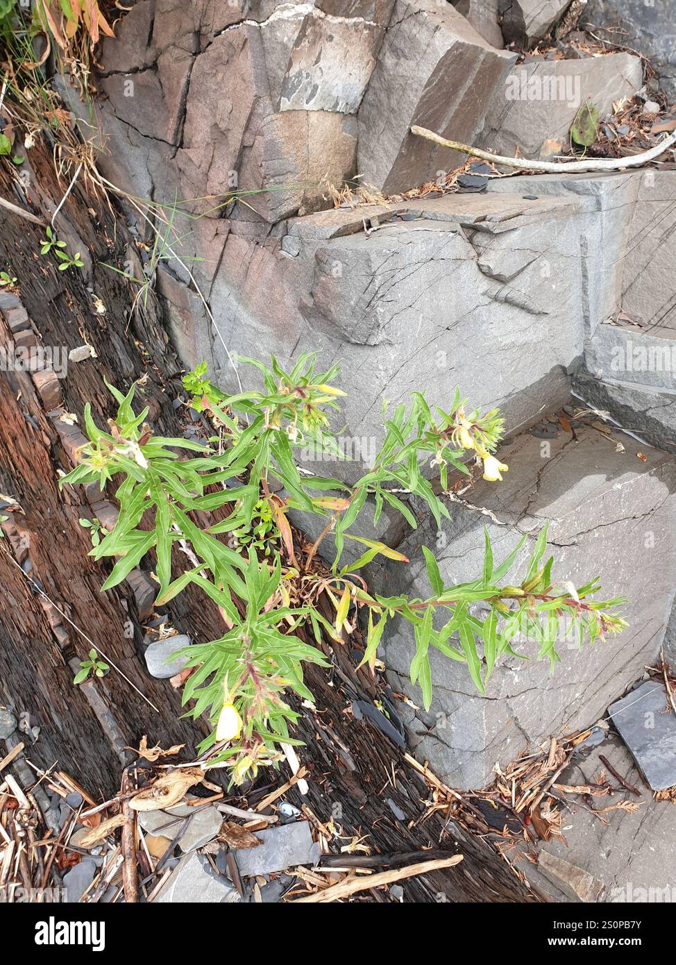 Prisma serale settentrionale (Oenothera parviflora) Foto Stock