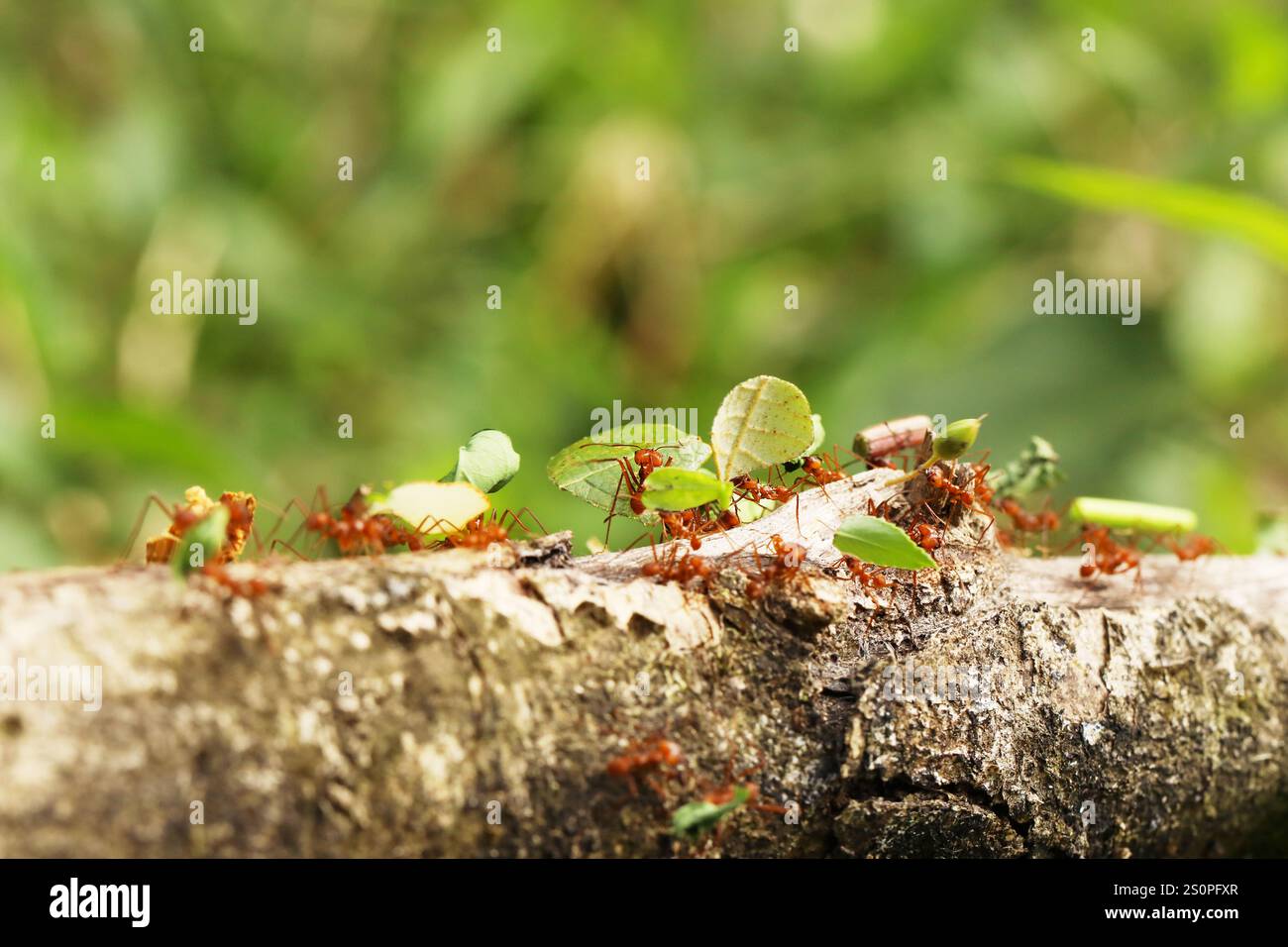 Leaf-Cutter Ant, atta sp., adulto di portare il segmento di foglia di formicaio, Costa Rica Foto Stock