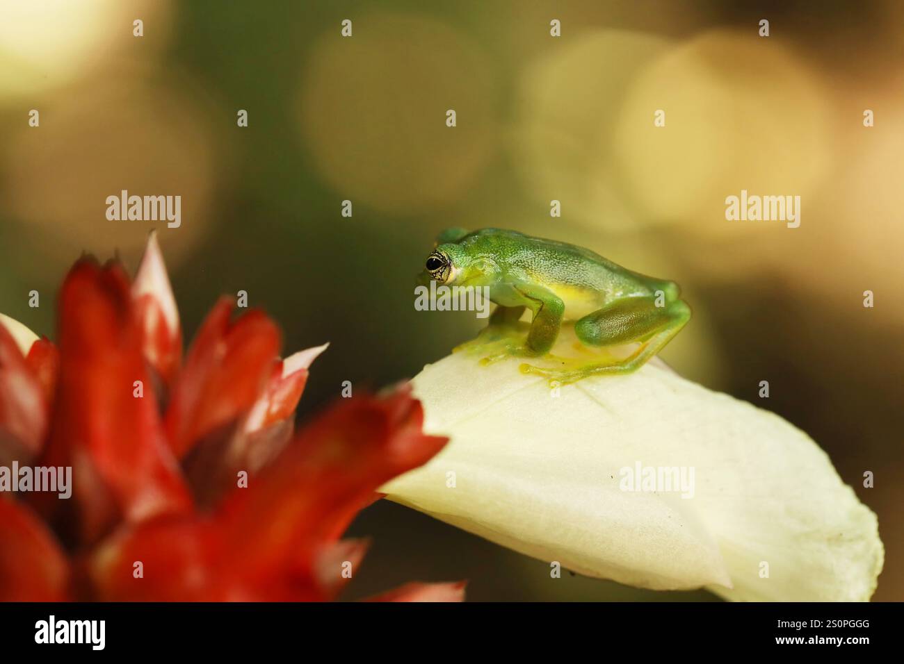 Teratohyla spinosa, Spiny Glass Frog, piccolo anfibio con fiore rosso, nell'habitat naturale della Costa Rica. Bellissimo animale nella giungla dal Sud America Foto Stock