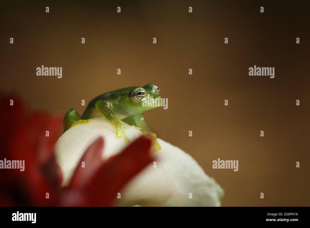 Teratohyla spinosa, Spiny Glass Frog, piccolo anfibio con fiore rosso, nell'habitat naturale della Costa Rica. Bellissimo animale nella giungla dal Sud America Foto Stock