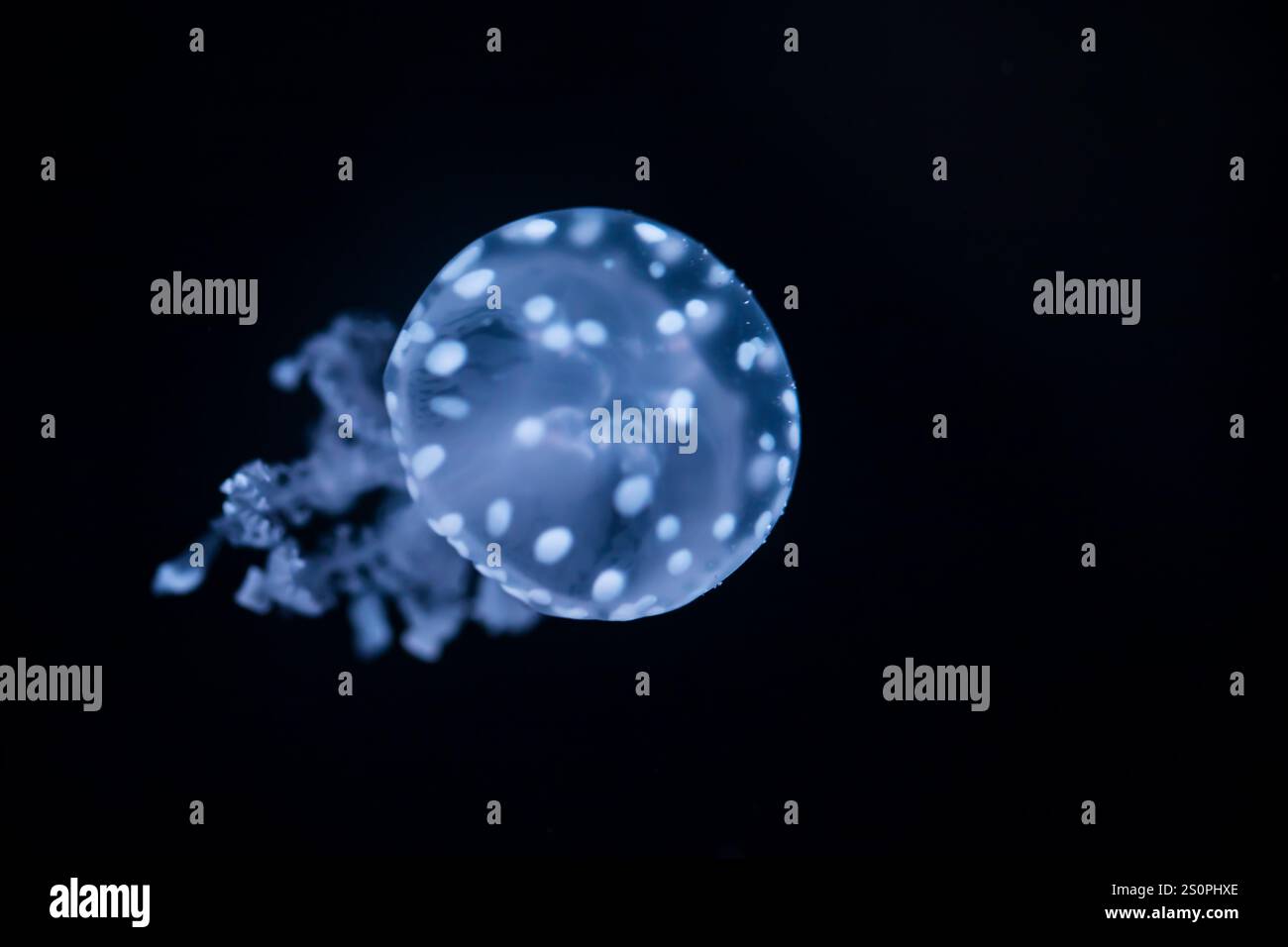 Meduse maculate bianche (Phyllorhiza punctata) nell'acqua di mare. Meduse azzurre bianche nell'habitat naturale dell'oceano. Campana galleggiante medusa dal Pacifico Foto Stock