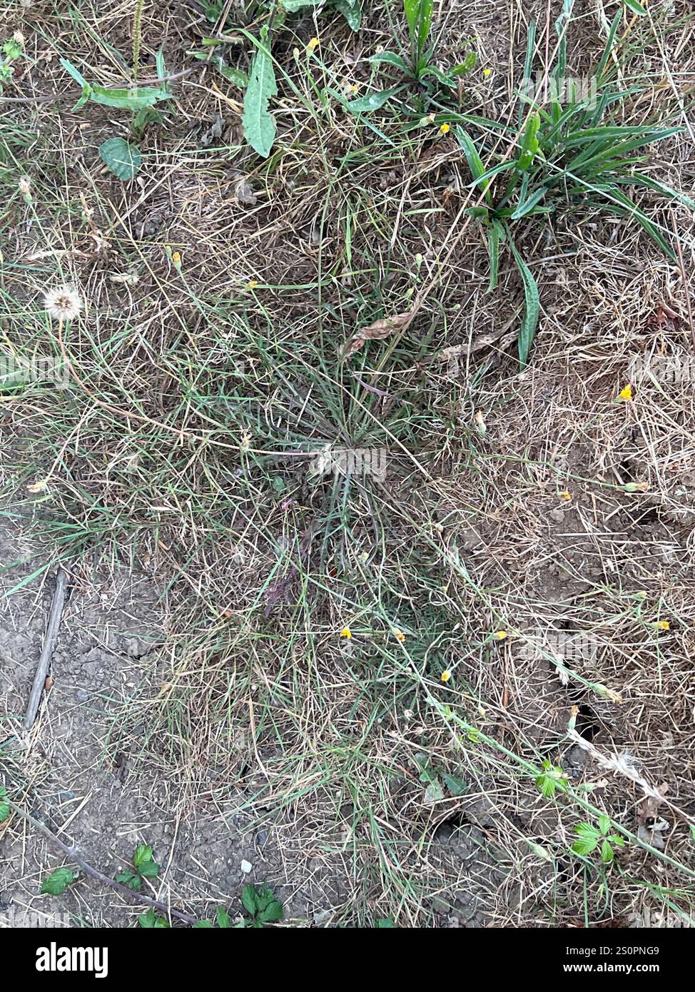 Autunno Hawkbit (Scorzoneroides autumnalis) Foto Stock