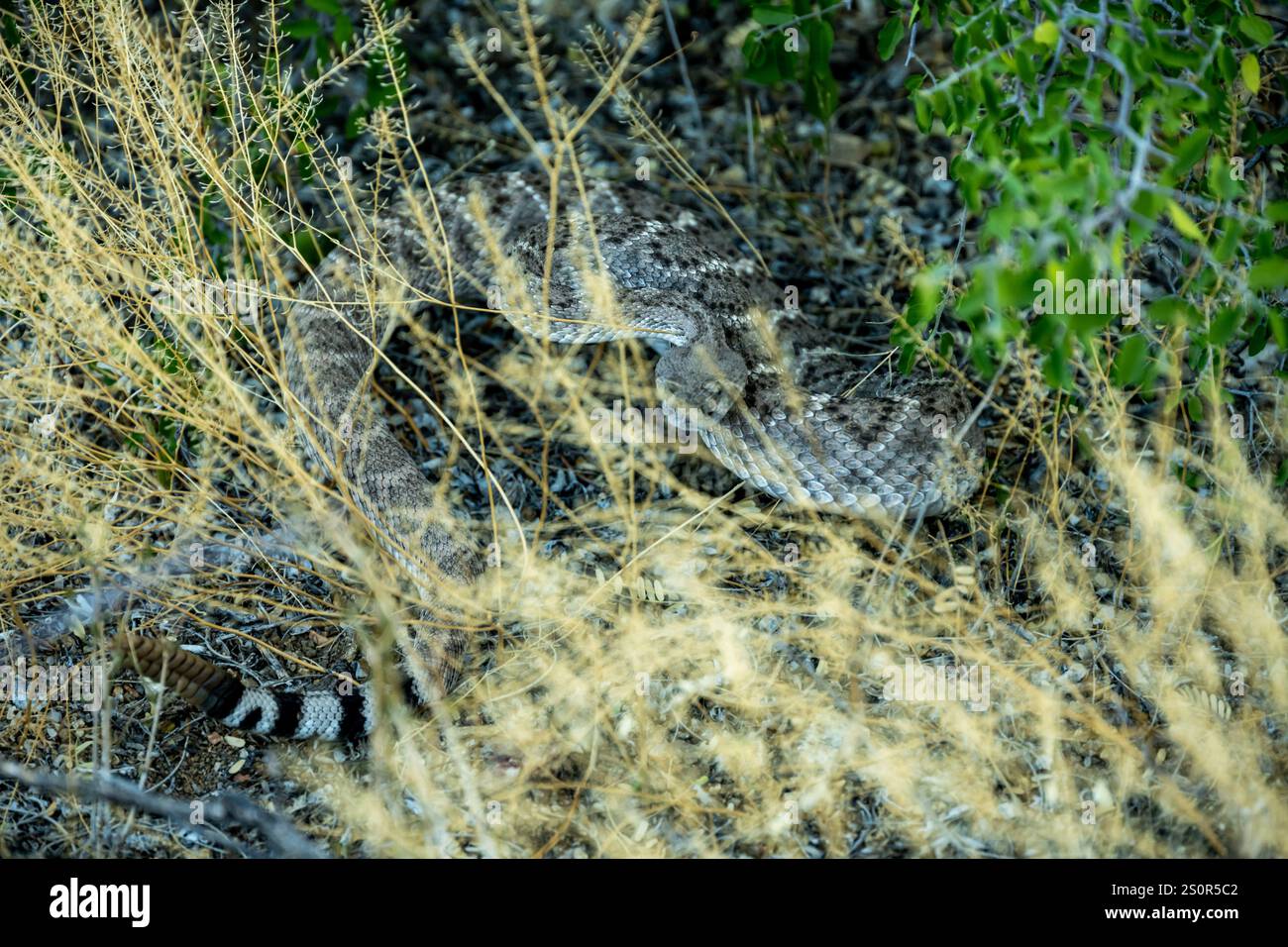 WESTERN Diamond Back Rattle Snake Rattles per avvisare gli escursionisti del Saguaro National Park Foto Stock