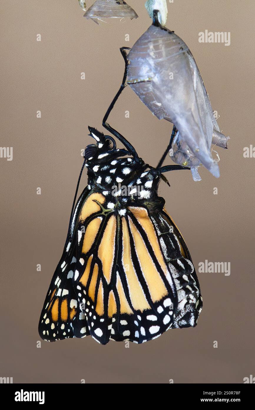 Vista verticale di una farfalla monarchica aggrappata alla crisalide da cui è emersa. Foto Stock