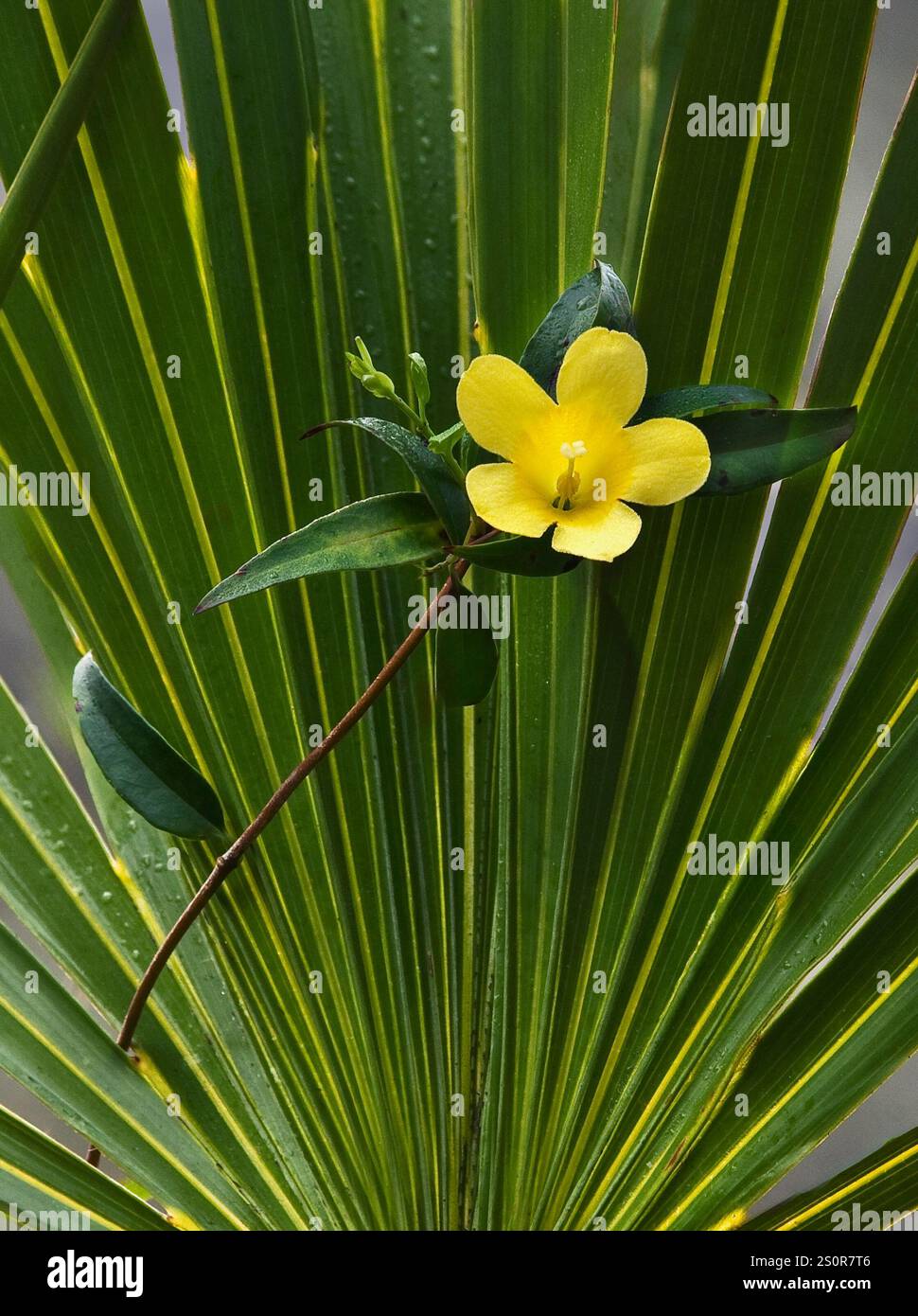 Un unico fiore giallo di vite di jessamina Carolina, Gelsemium sempervirens, che si intreccia attraverso una fronda di palma verde. La luce filtra attraverso le foglie del palmo. Foto Stock