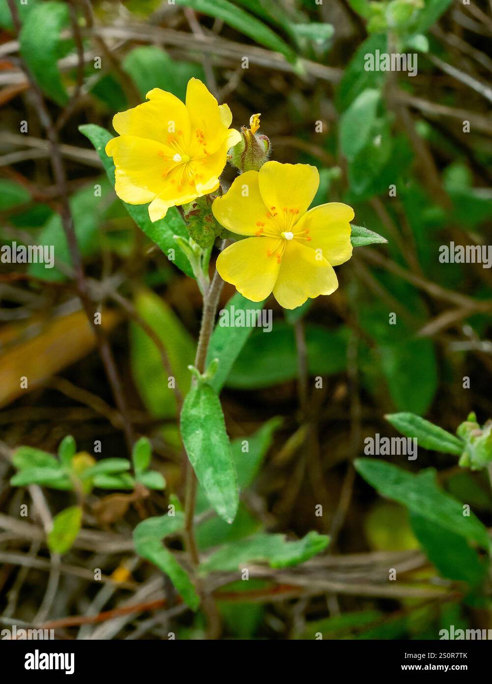 Due fiori gialli di Pine Barren Frostweed, Helianthemum corymbosum, che mostrano fiori, foglie e gambo. Subshrub perenne nativo del sud-est. Foto Stock