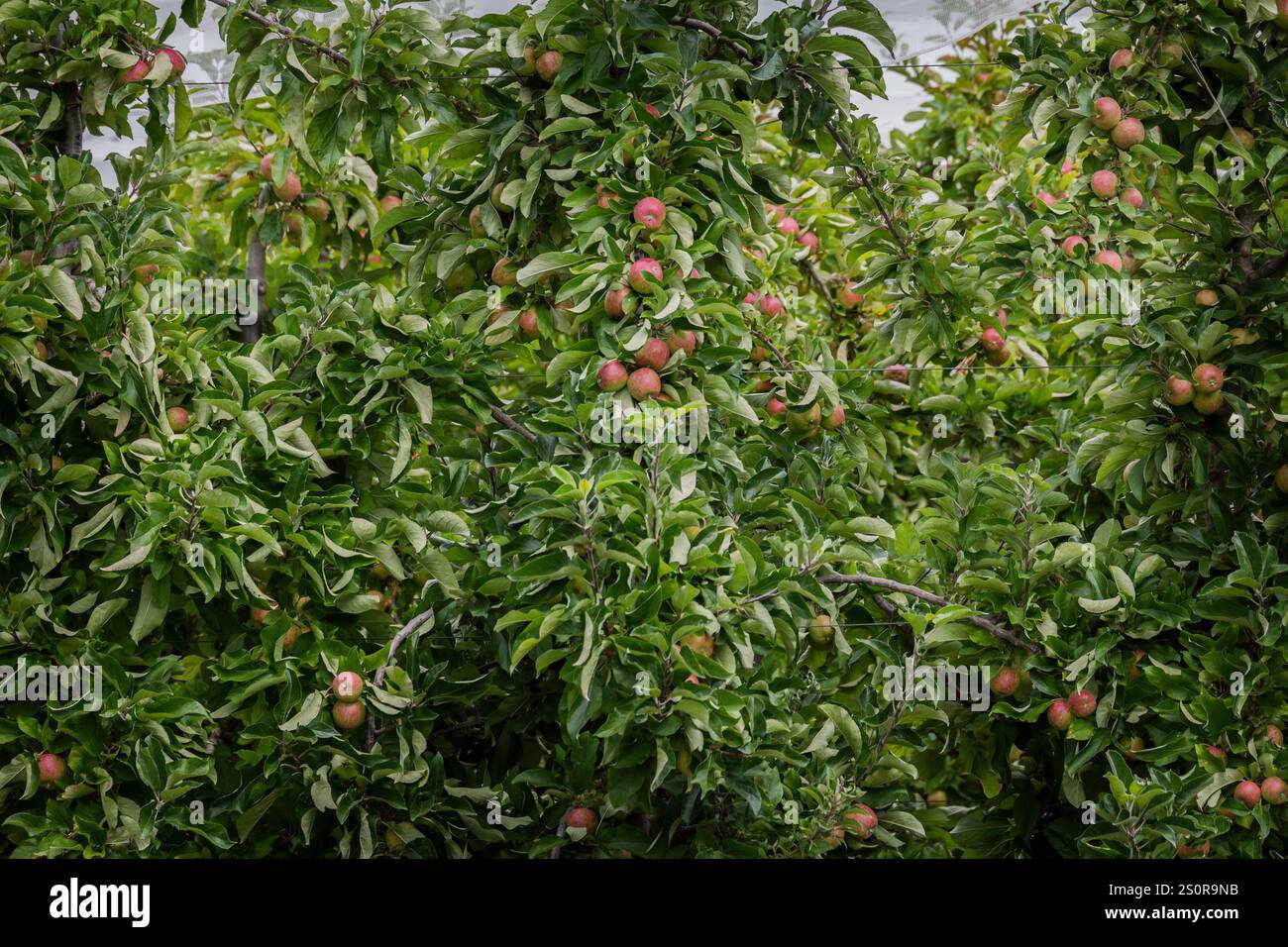 Coltivazione di mele in nuova Zelanda, attività stagionali Foto Stock