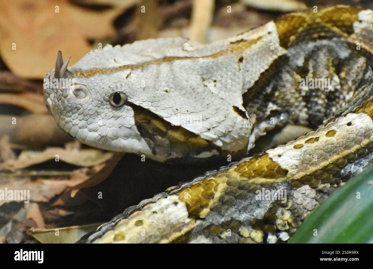 Il Gaboon Viper (Bitis gabonica) è un serpente velenoso nativa per l'Africa sub-sahariana Foto Stock