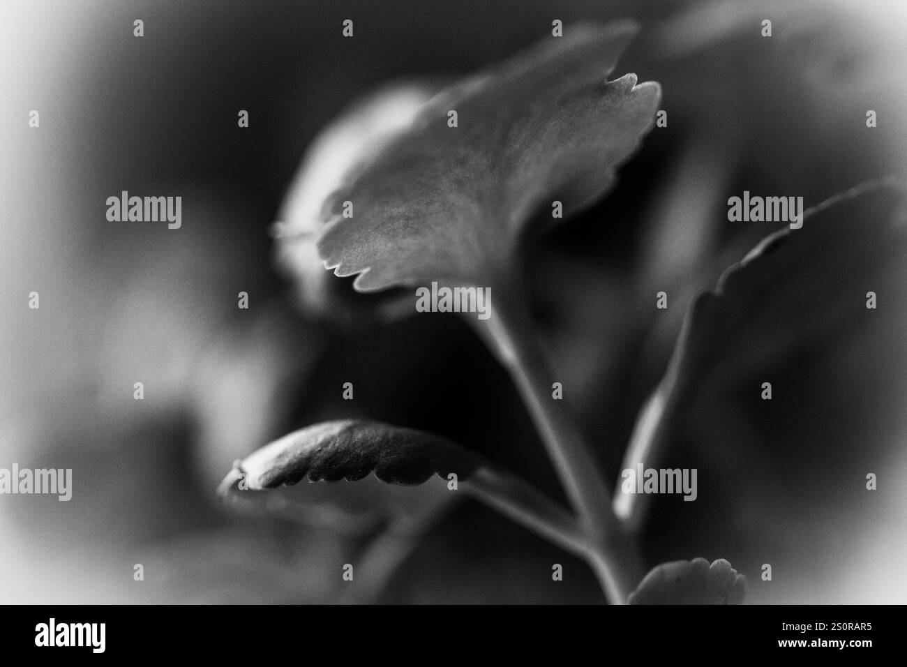 Macro pianta astratta in bianco e nero di Aden Meser Foto Stock