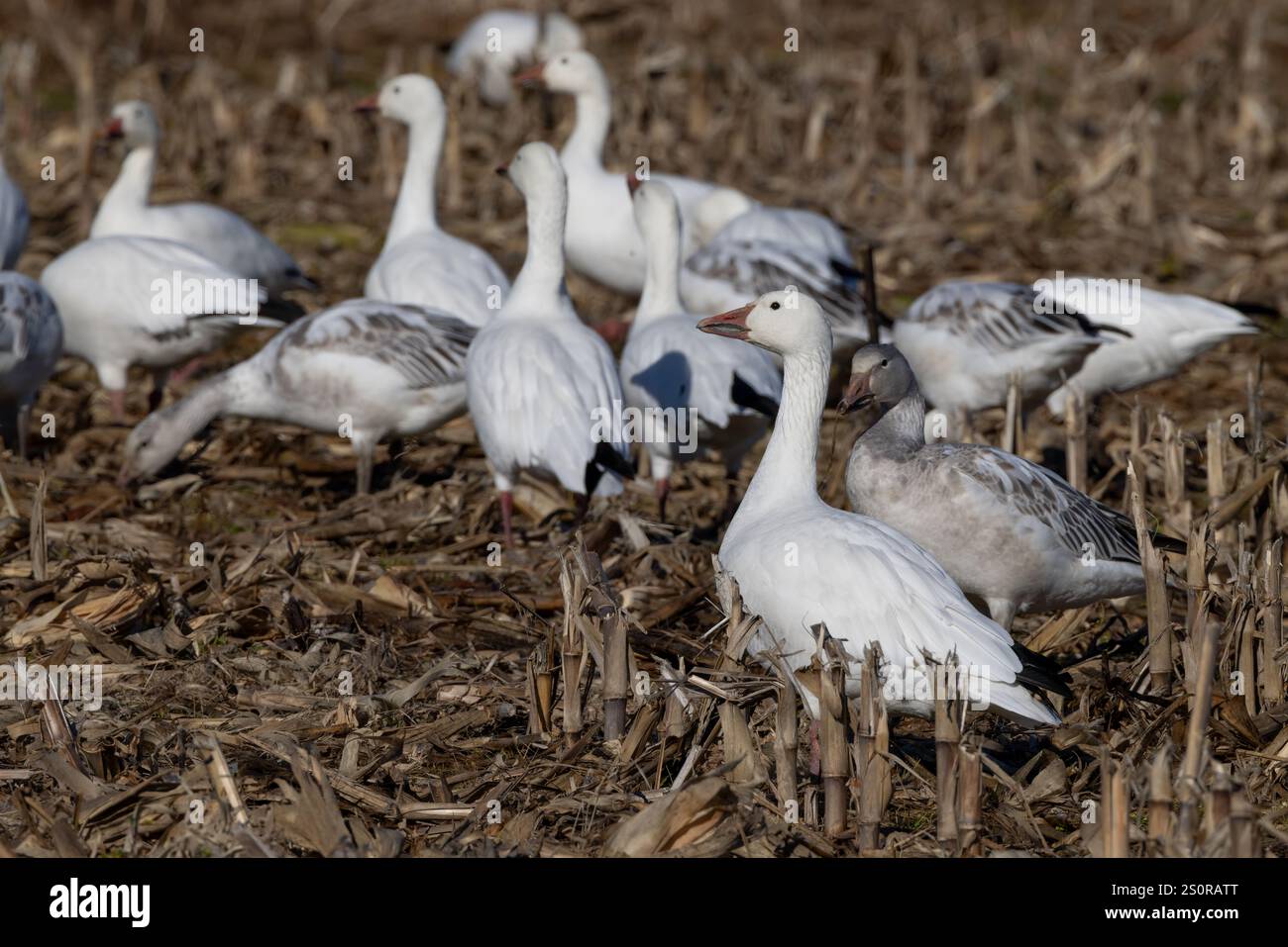 Oche da neve e oche morfo blu in un campo di stoppia di mais durante la migrazione, Lewes, Delaware Foto Stock