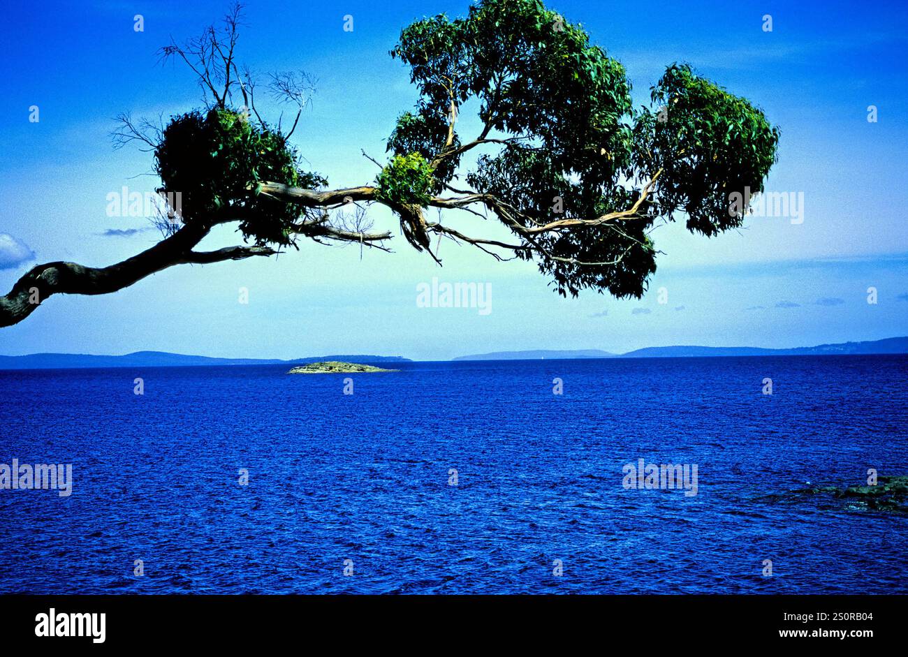 Eucaliptus Tree scena costiera nei pressi di Hobart, Tasmania, Australia Foto Stock