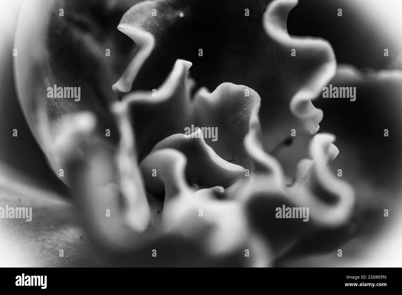Macro pianta astratta in bianco e nero di Aden Meser Foto Stock