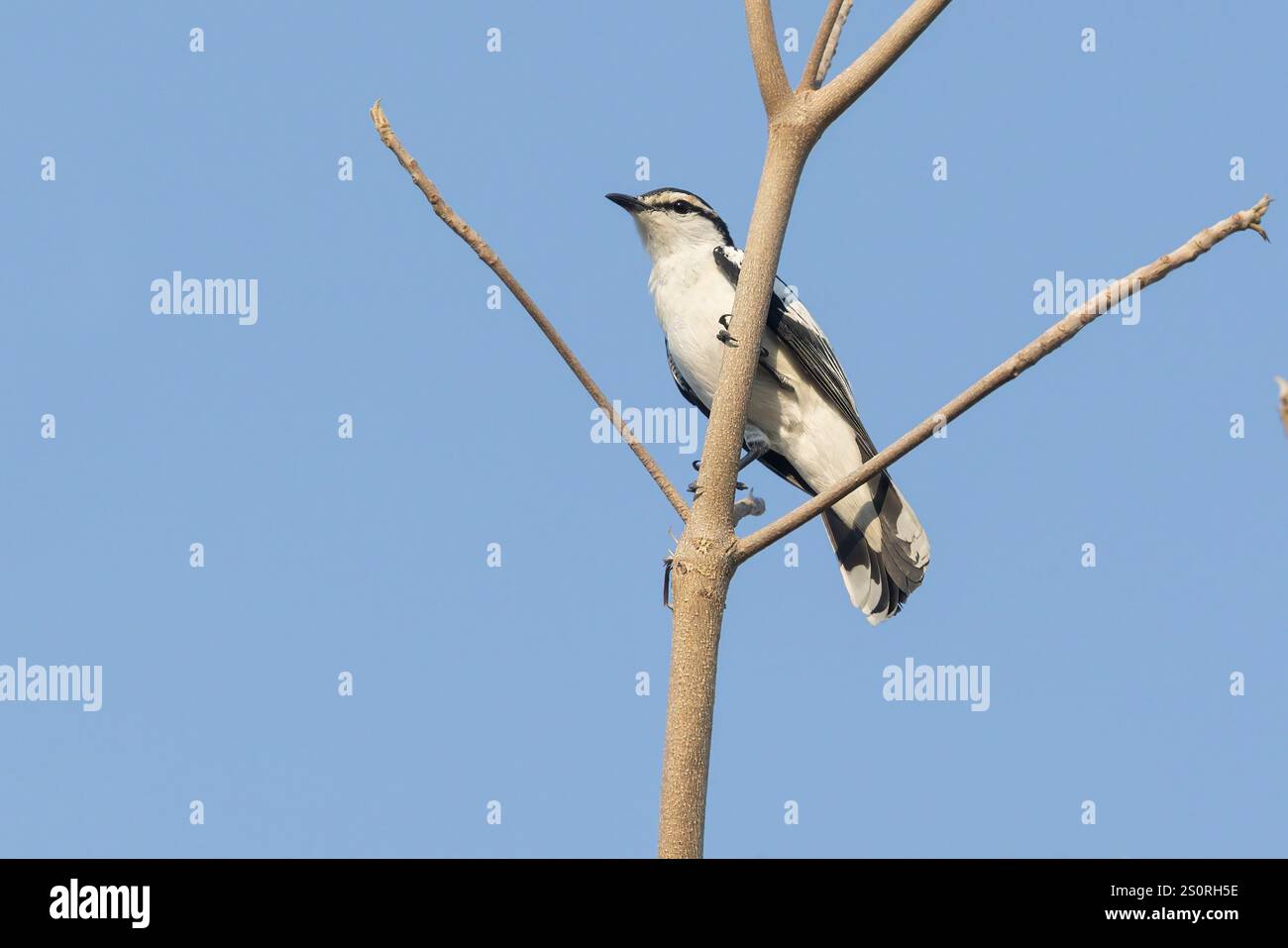 Triller a spalla bianca, Waka shorea, Bali barat NP, Bali, Indonesia, ottobre 2024 Foto Stock