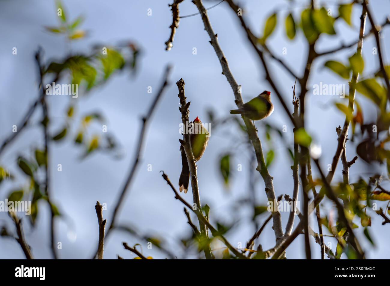 Una comune pagaia seduta su un albero Foto Stock