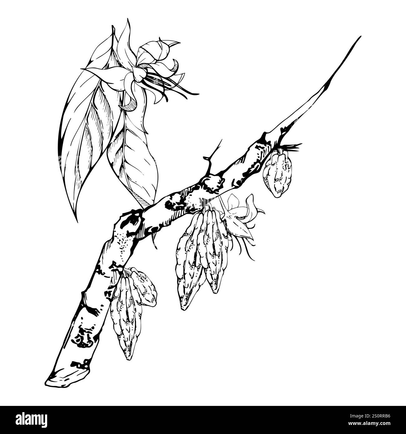 Caffè cacao cacao, rami esotici tropicali naturali, fiori e foglie. Illustrazione del vettore di inchiostro disegnata a mano su sfondo bianco isolato. Design da viaggio Illustrazione Vettoriale