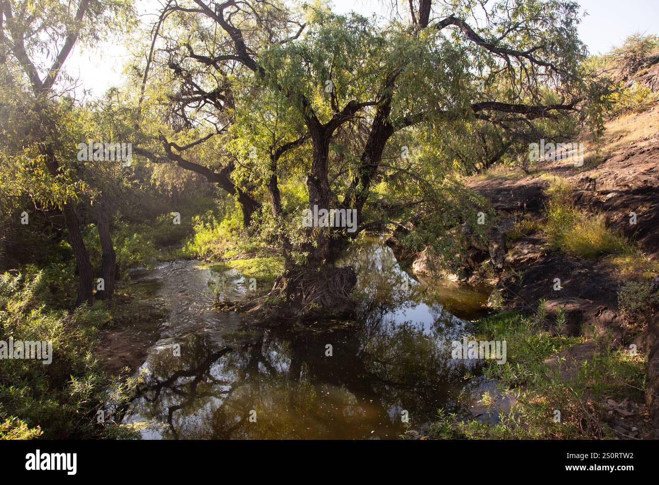 Sentiero escursionistico di montagna per scalare il Monte Picacho nella valle di Oaxaca in Messico. Foto Stock