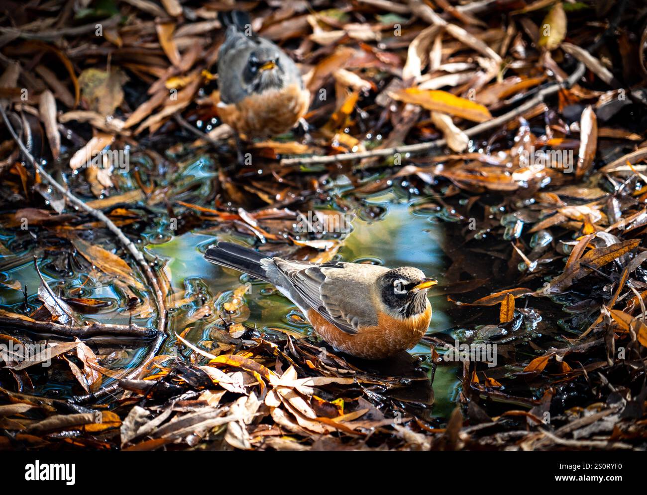 Due uccelli che si nutrono in una pozzanghera circondata da foglie autunnali. La scena cattura i colori vivaci della natura con riflessi nell'acqua. Foto Stock