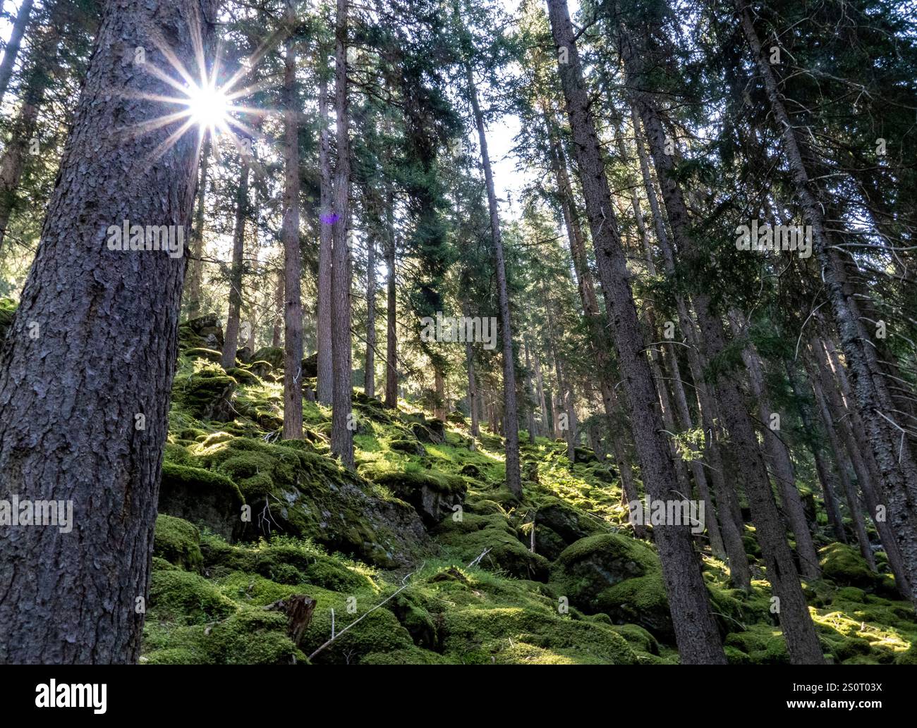 La luce del sole filtra tra alti pini in una lussureggiante foresta verde. Foto Stock