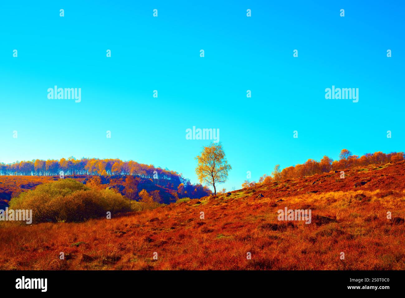 Un singolo albero su una collina brughiera contro un cielo azzurro soleggiato. Foto Stock