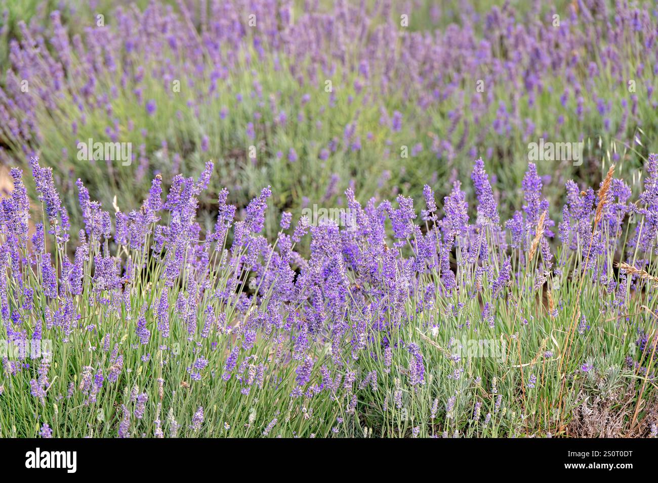 lavandula di lavanda, piante di fiori viola in fattoria, sole estivo all'aperto, natura delle api, profumo di olio Foto Stock