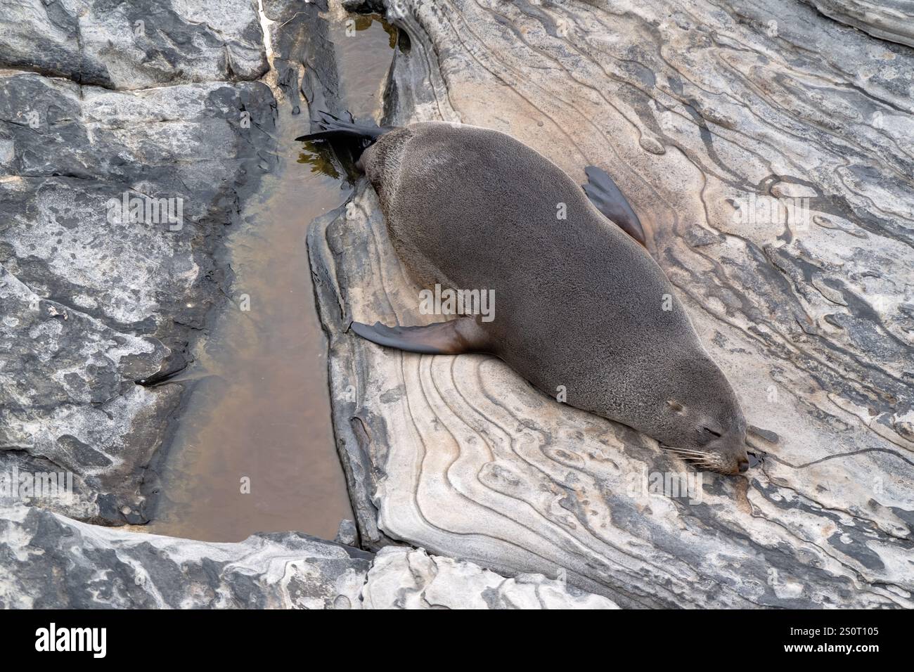 Foca dal naso lungo, Arctocephalus forsteri, Admirals Arch, Kangaroo Island Australia Foto Stock