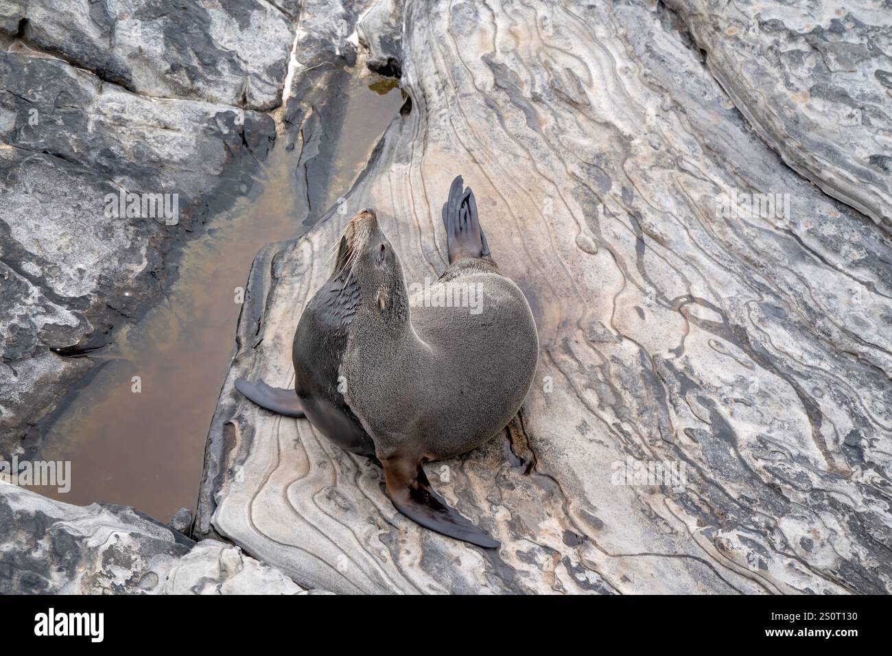 Foca dal naso lungo, Arctocephalus forsteri, Admirals Arch, Kangaroo Island Australia Foto Stock