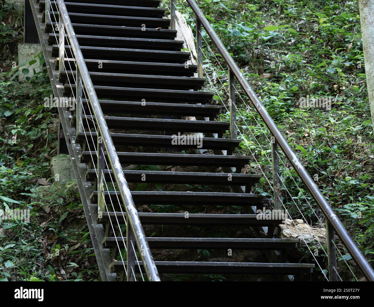 Scale metalliche che conducono verso una foresta circondate da foglie verdi e con corrimano in acciaio inox. Foto Stock