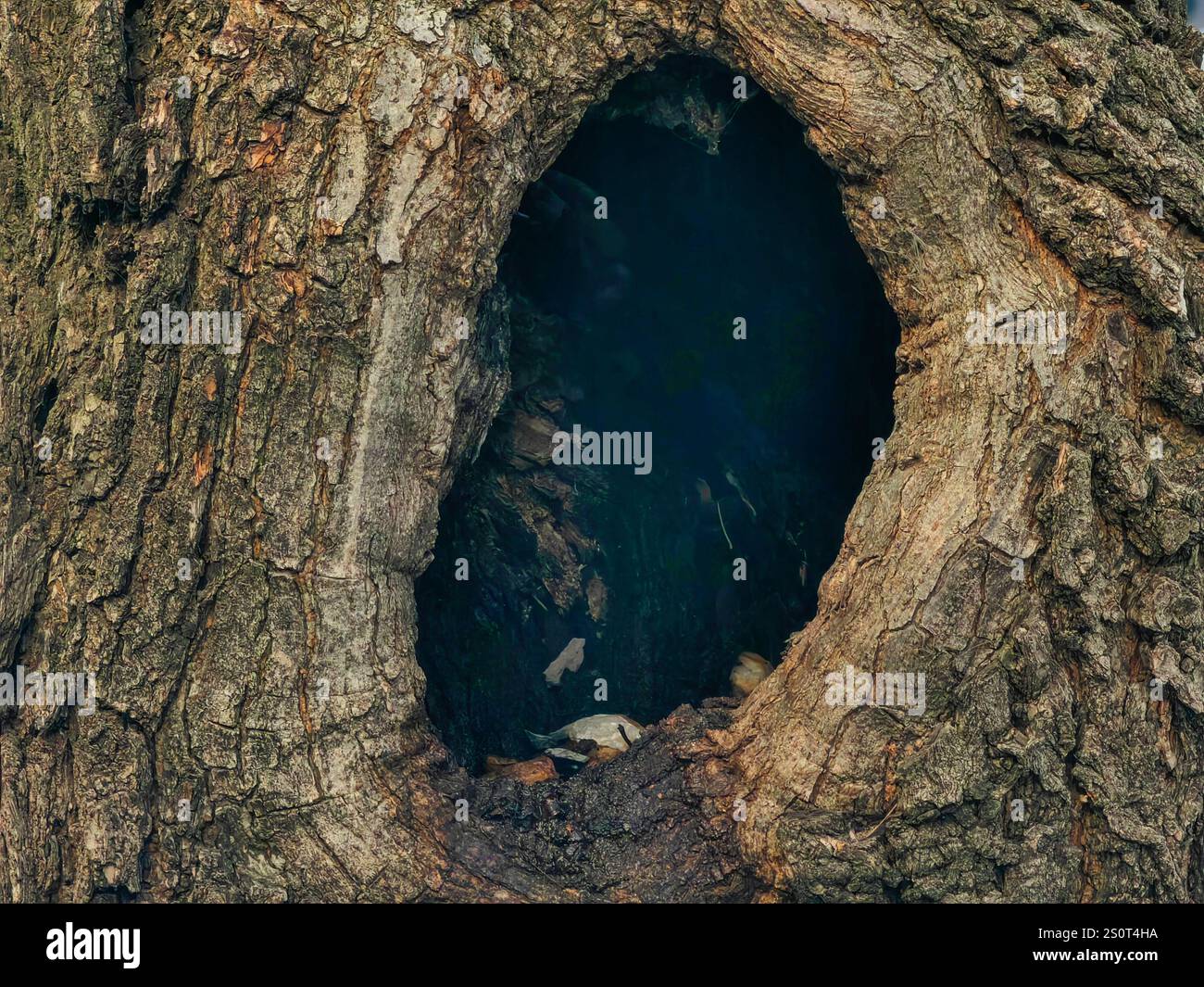 Anima vuota: Il buco all'interno del Vecchio albero Foto Stock