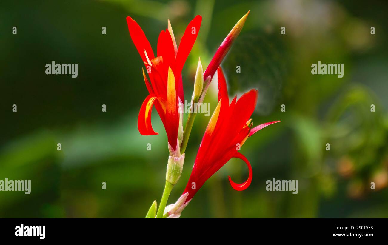 I fiori di canna sono fiori vivaci e appariscenti, spesso con grandi foglie a forma di pagaia. Sono disponibili in una varietà di colori, tra cui rosso, arancione e giallo. Foto Stock