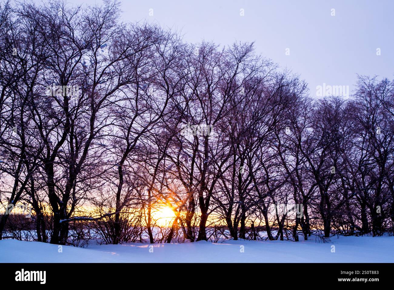 Una fila di alberi con neve per terra e un sole nel cielo. Il sole sta tramontando e il cielo è una bella sfumatura di blu Foto Stock