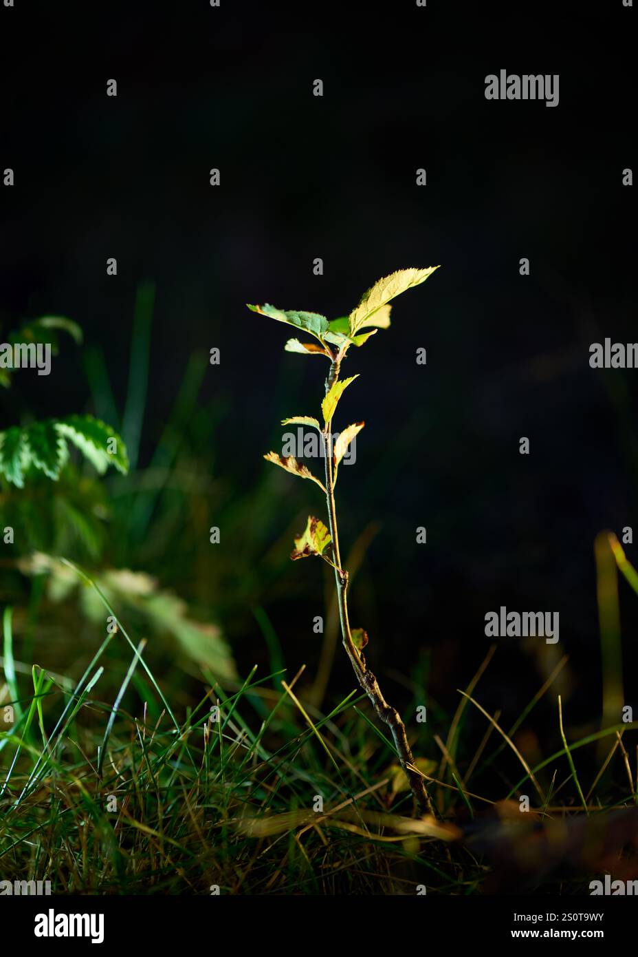 vista macroscopica del verde giovane, dove ogni foglia riflette la bellezza naturale della natura Foto Stock