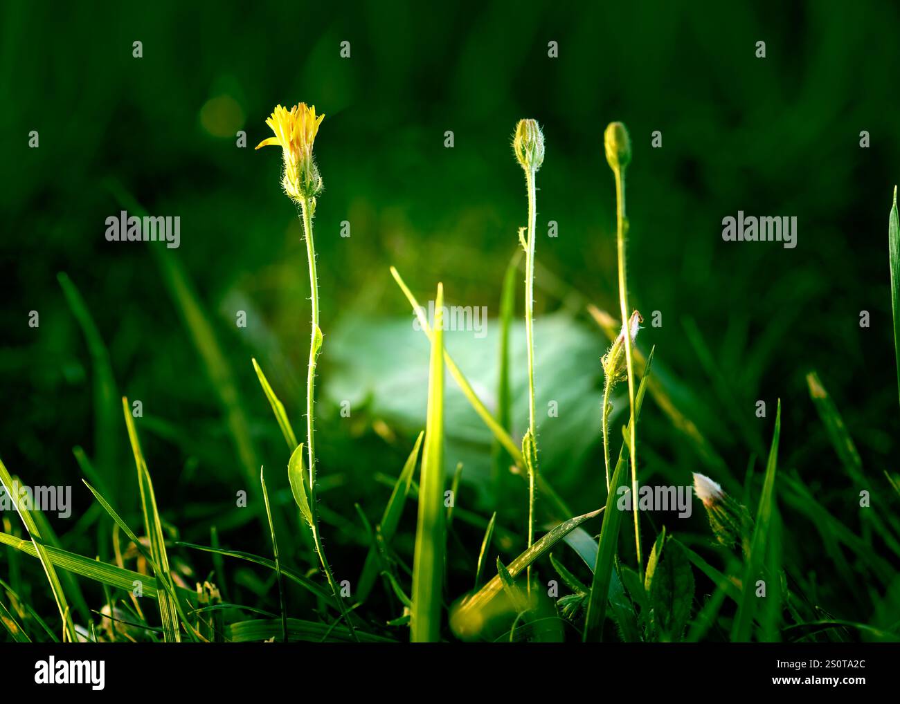 vista macroscopica del verde giovane, dove ogni foglia riflette la bellezza naturale della natura Foto Stock