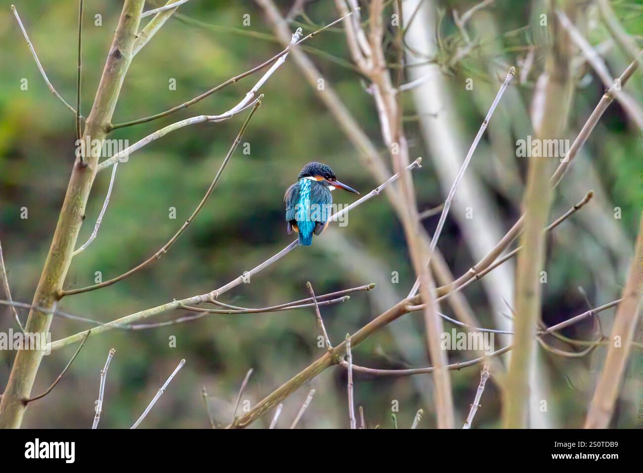 KingFisher su un ramo d'albero Foto Stock