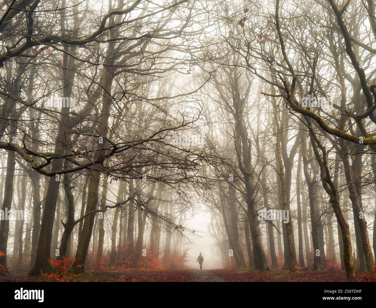 Nebbia ad Adlington. Giornata nebbiosa nel bosco con una donna solitaria. Adlington vicino a Chorley nel Lancashire Foto Stock