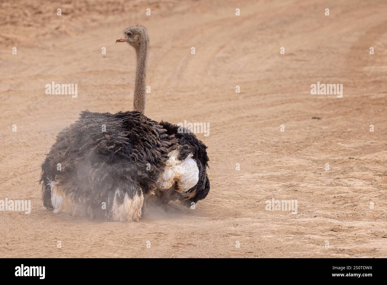 Lo struzzo si sedeva sulla sporcizia di frittura creando una tempesta di sabbia con le gambe della riserva di caccia dell'Aquila, vicino a città del capo, Sud Africa Foto Stock