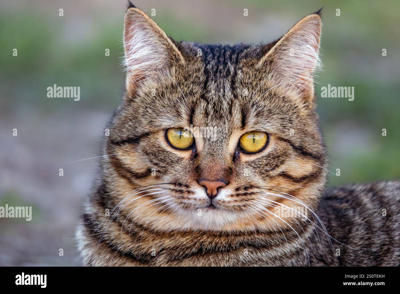 Bellissimo ritratto su carta da parati di un gatto tabby con grandi occhi gialli Foto Stock